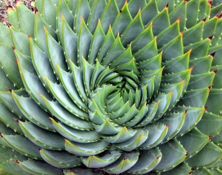 Aloe Polyphylla (Spiral Aloe) Seeds - Click Image to Close